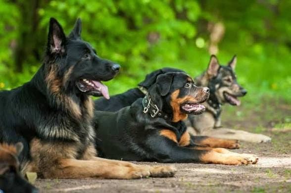 Team of trained guard dogs on duty